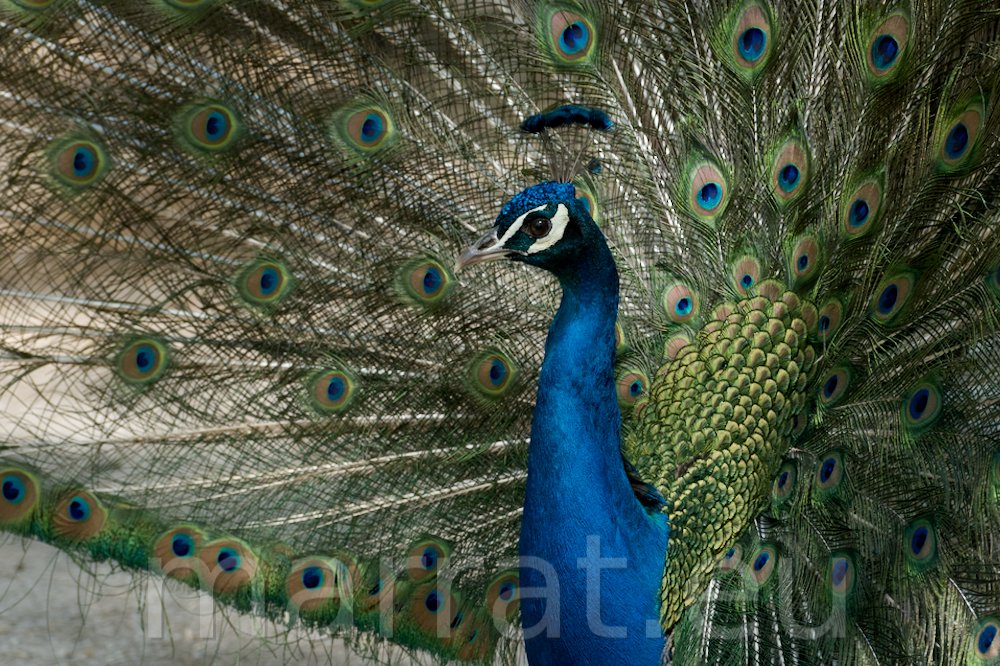 Peacock