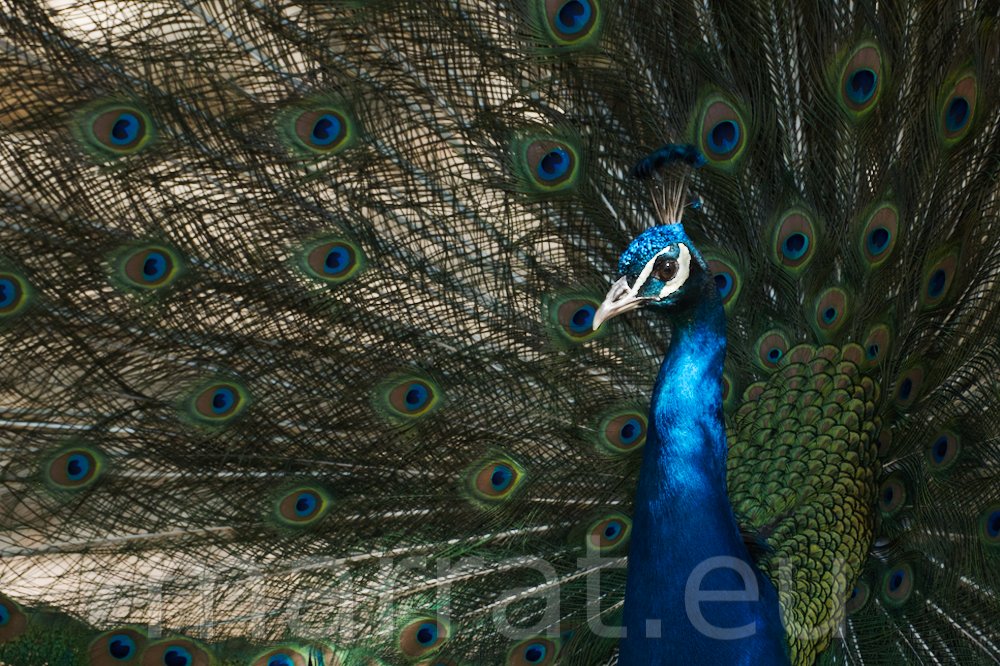 Peacock