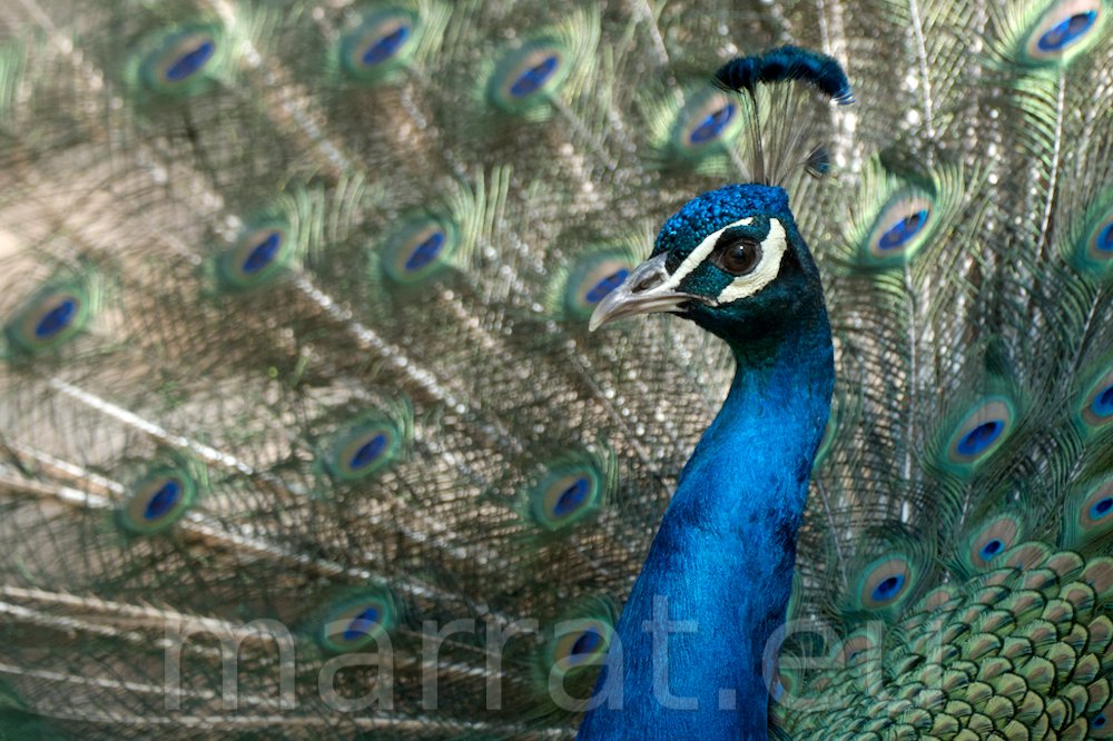 Peacock