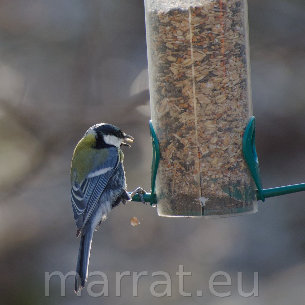 Great tit eating from a feeder