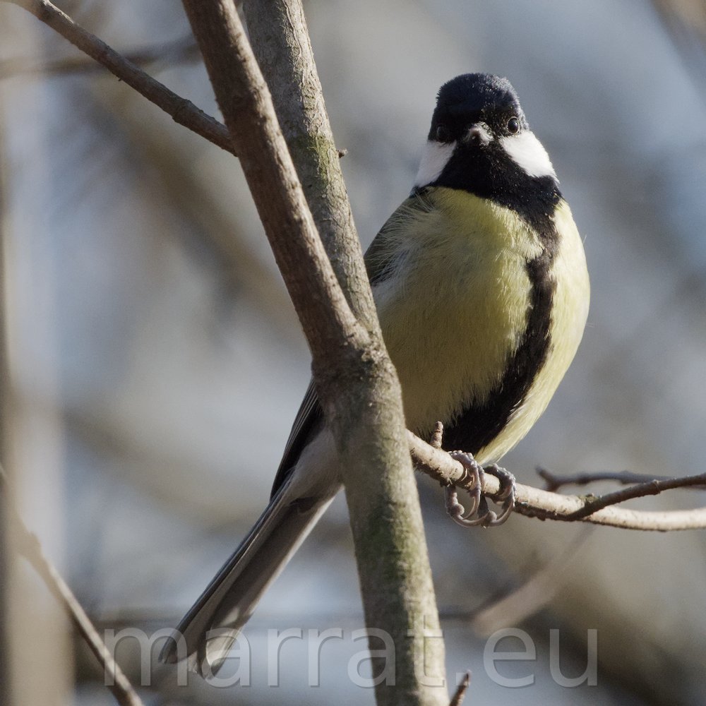 Great tit on a branch