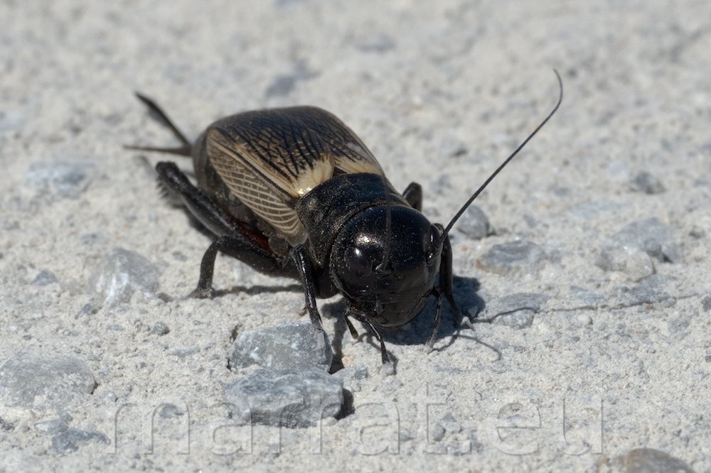Cricket