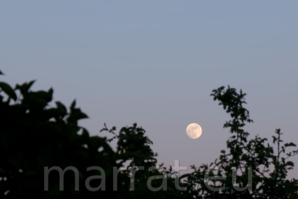Moon framed by bushes