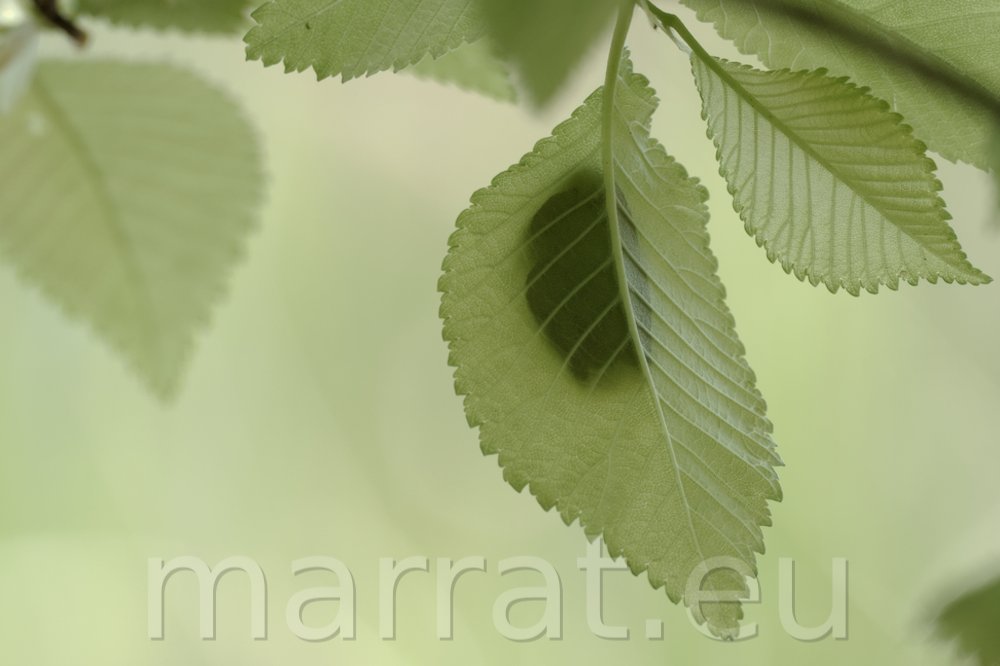 Shadow of a frog on a leaf