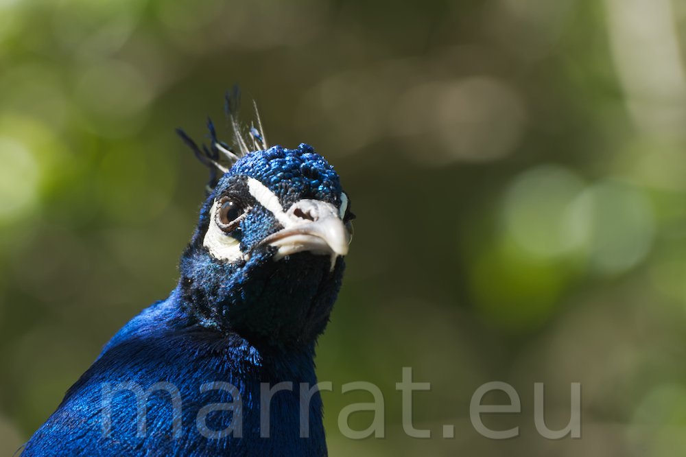 Peacock