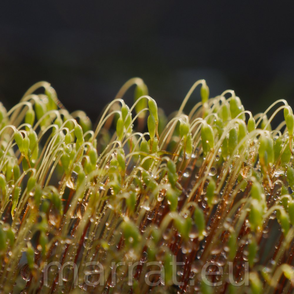 Moss blossom