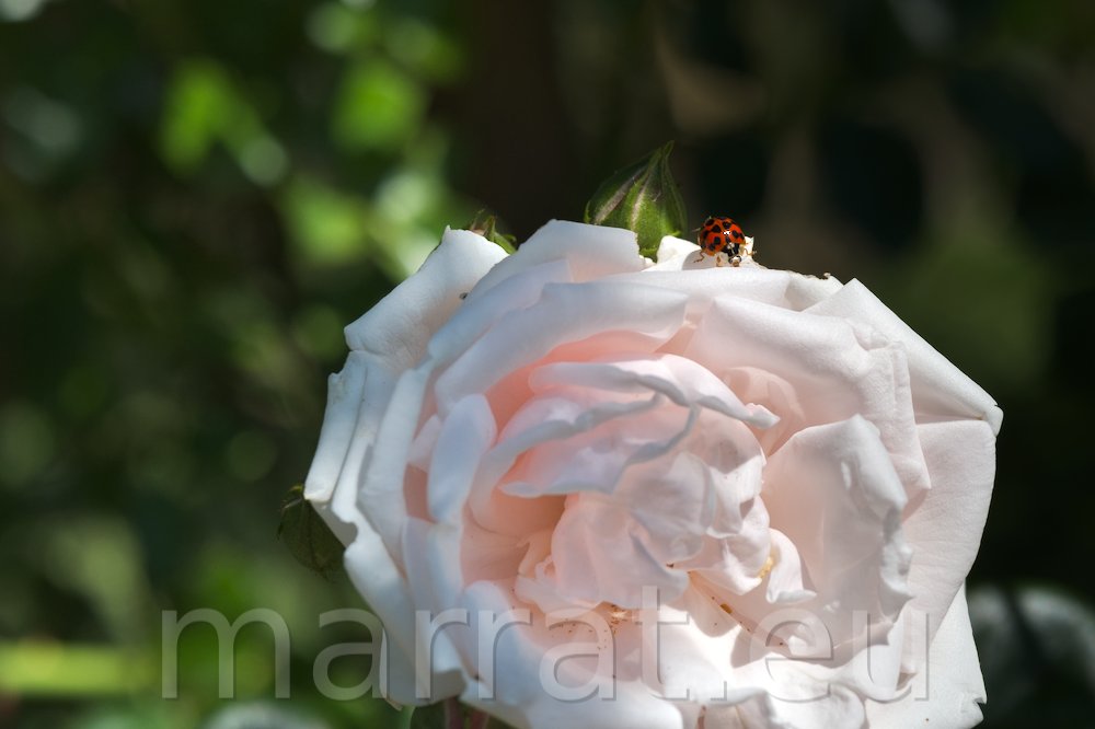 Rose with a ladybug