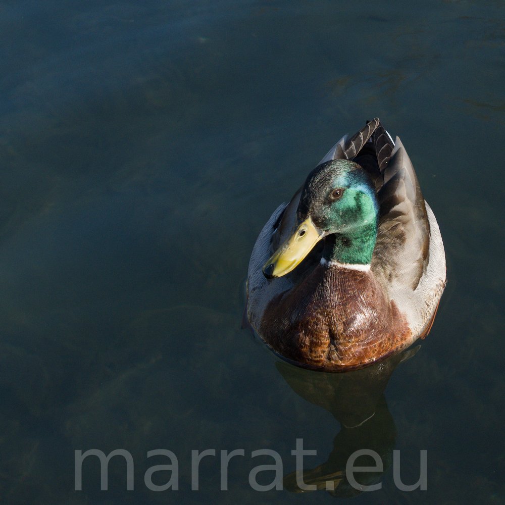 Male duck