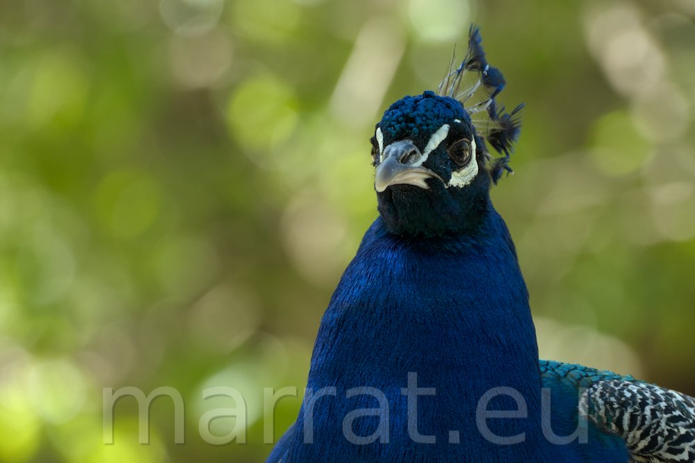 Peacock