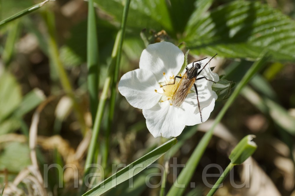 Insect on a flower