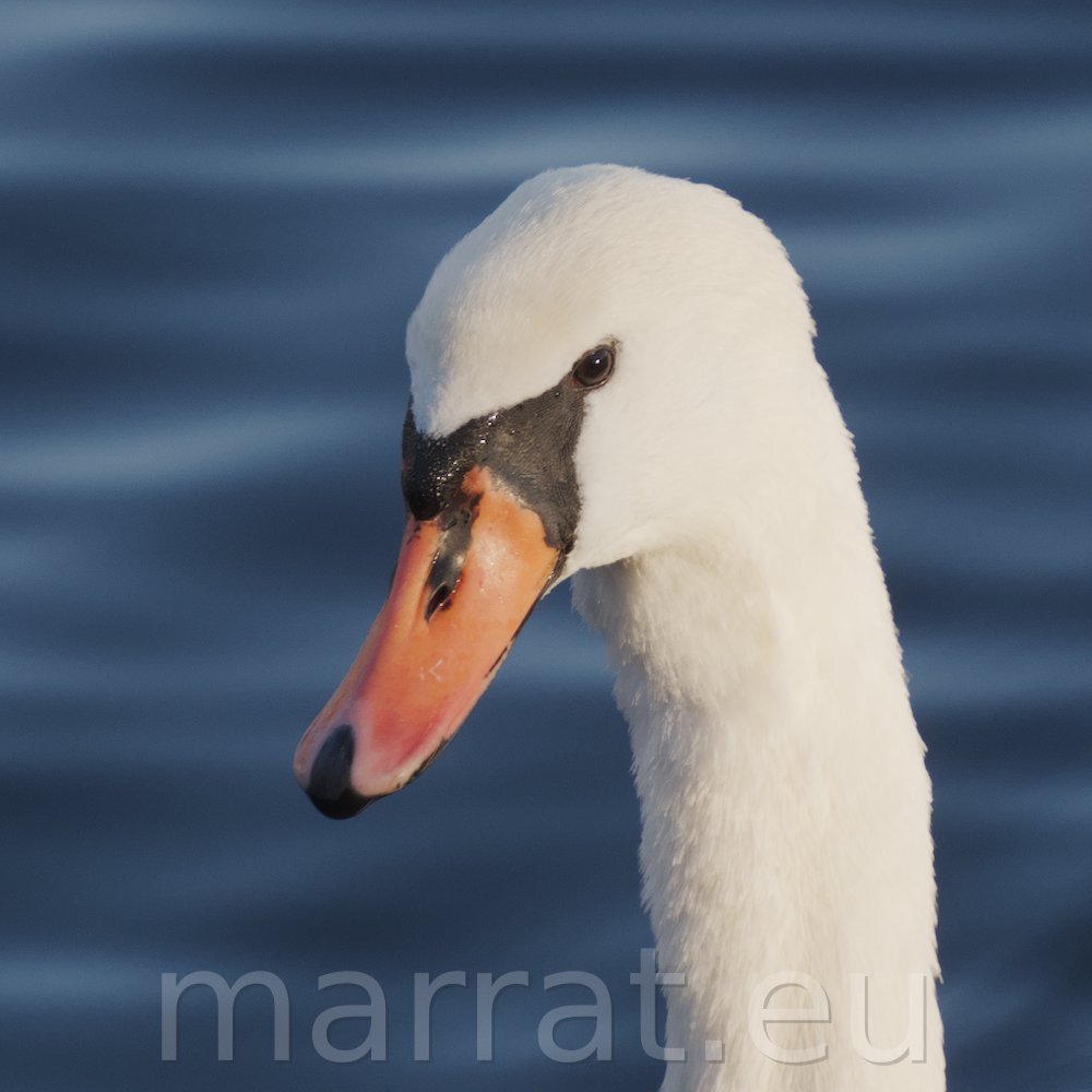 Head of a swan
