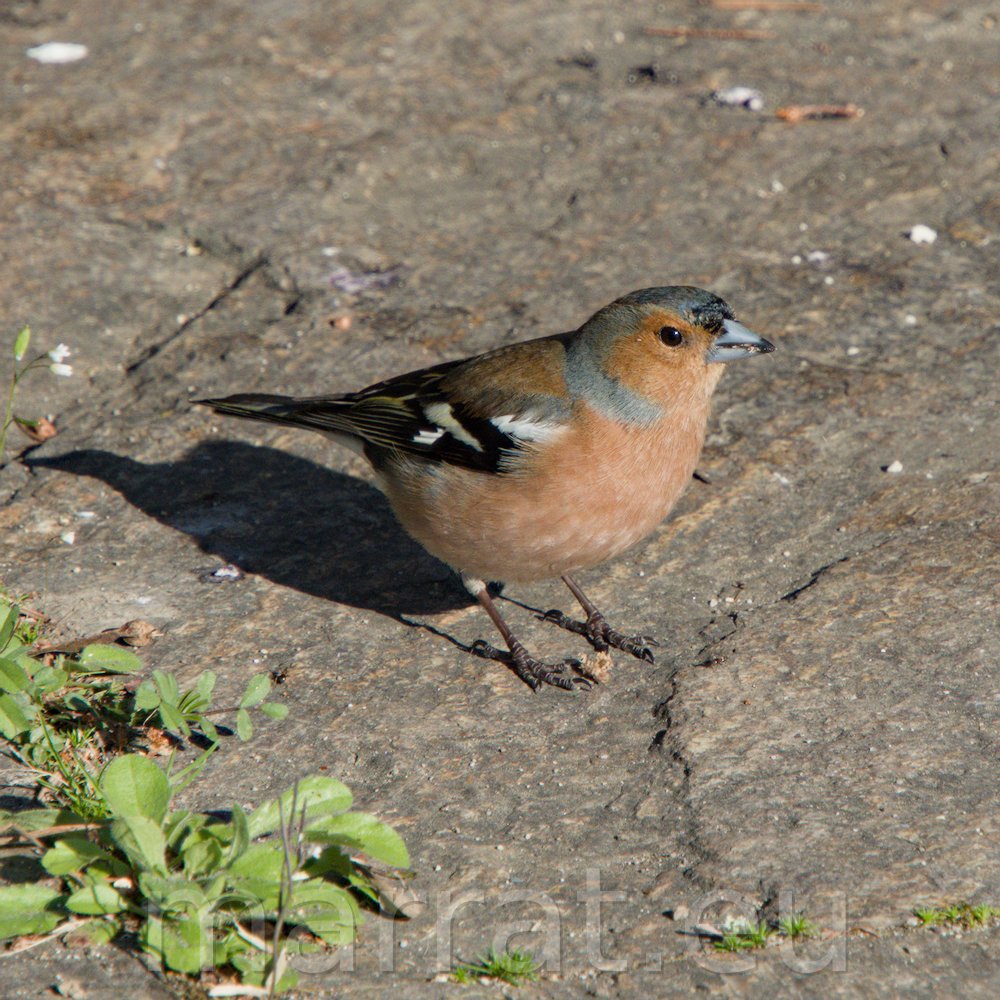 Chaffinch