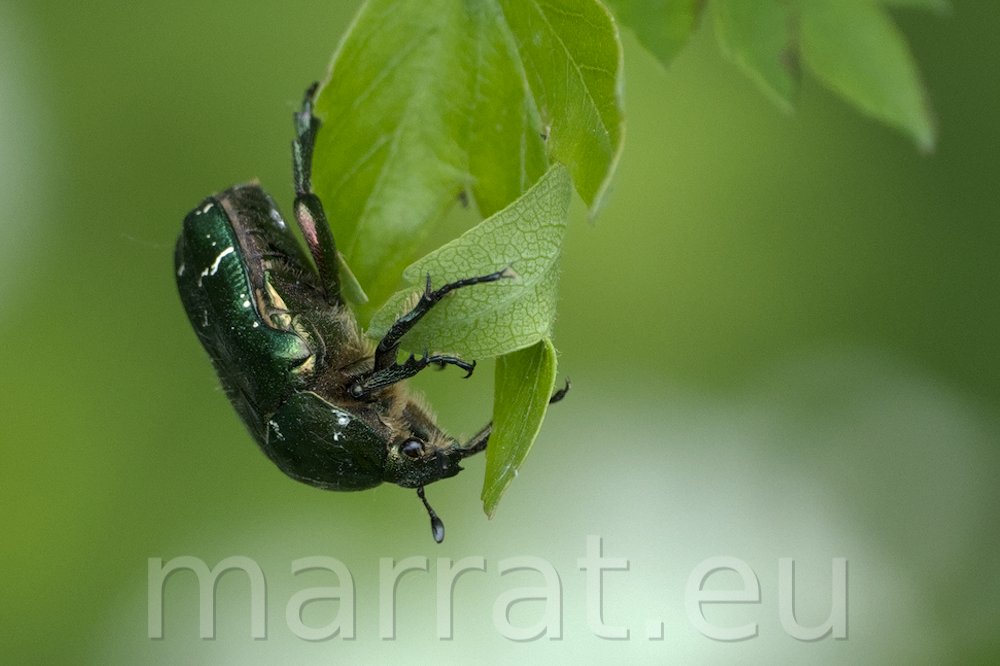 Flower chafer
