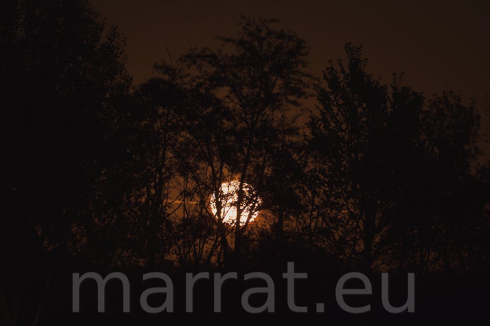 Moon behind trees