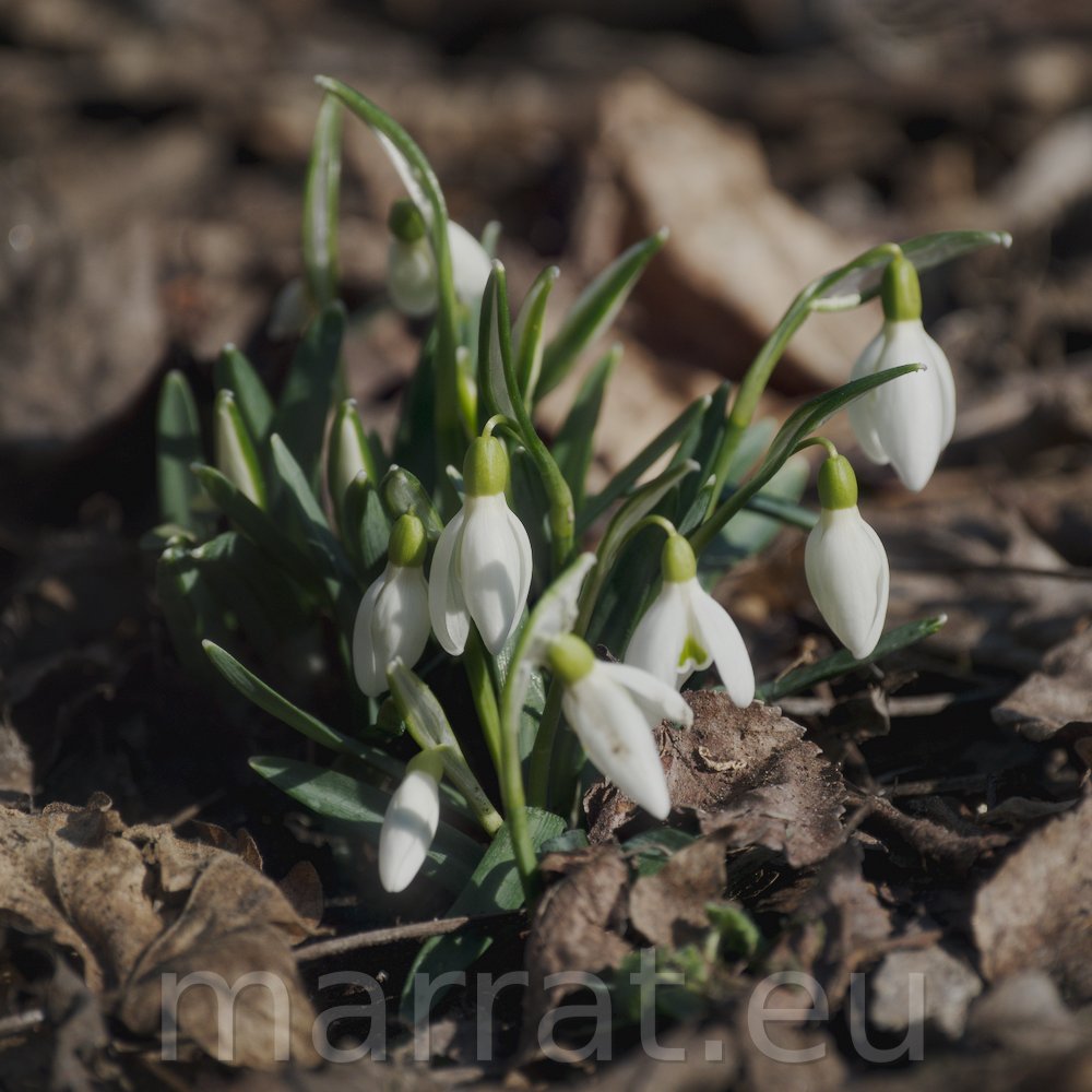Snowdrops