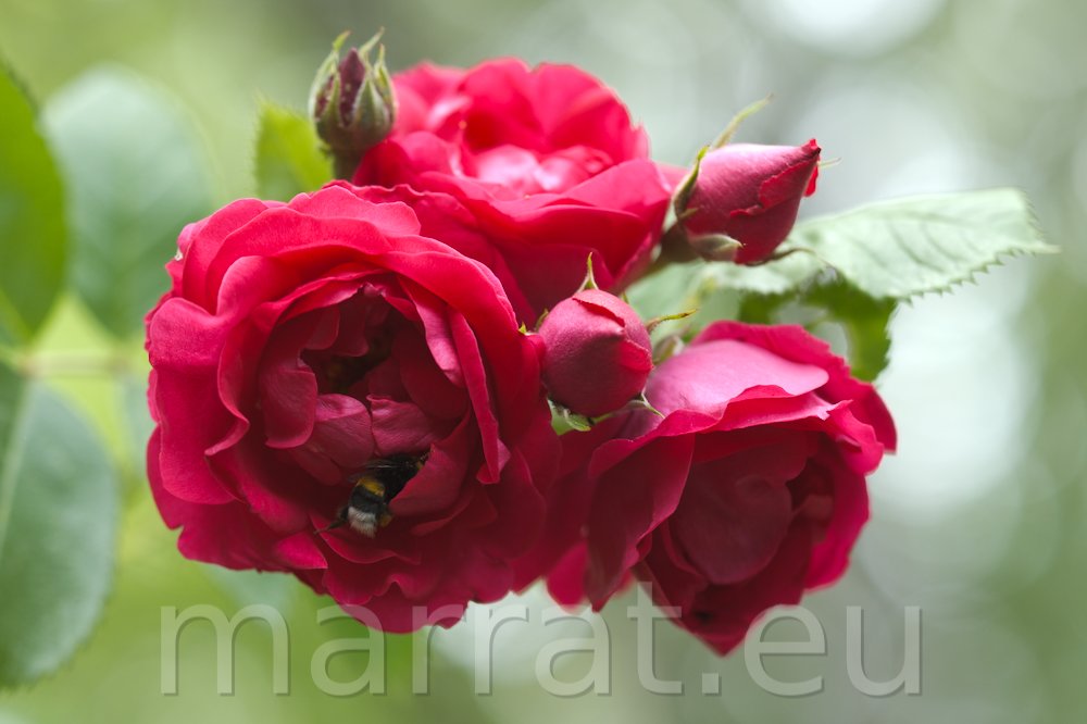 Roses