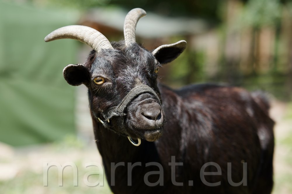Portrait of a black goat