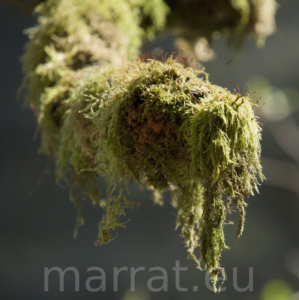 Moss on a branch
