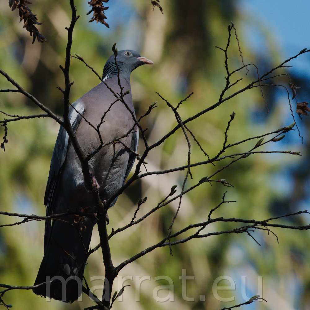 Pigeon on a branch