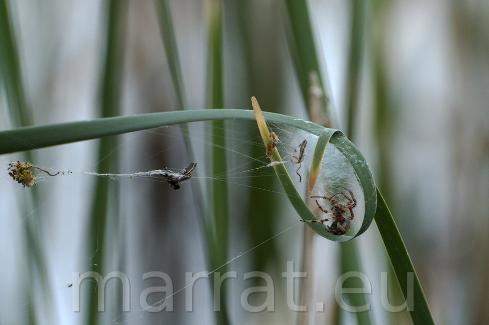 Spider nest