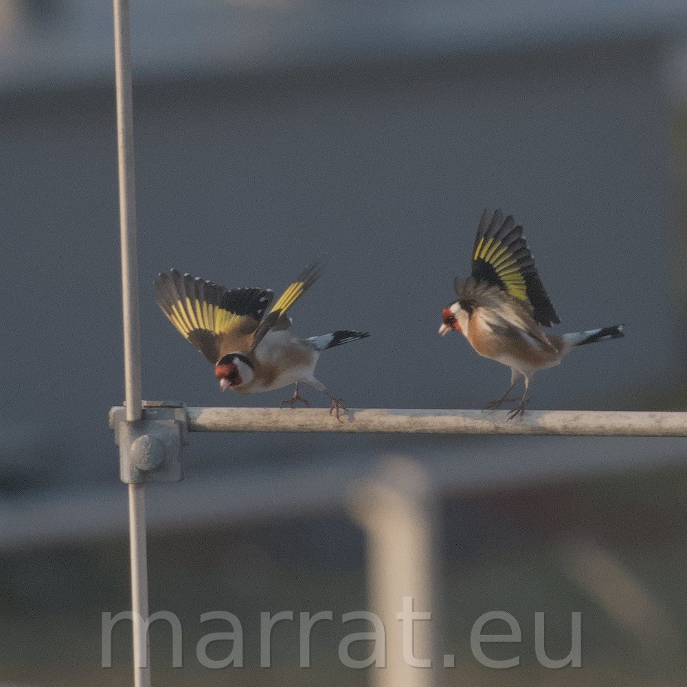 Two European goldfinches
