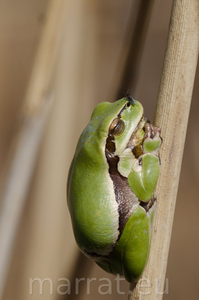 Frog with a fly on its nose