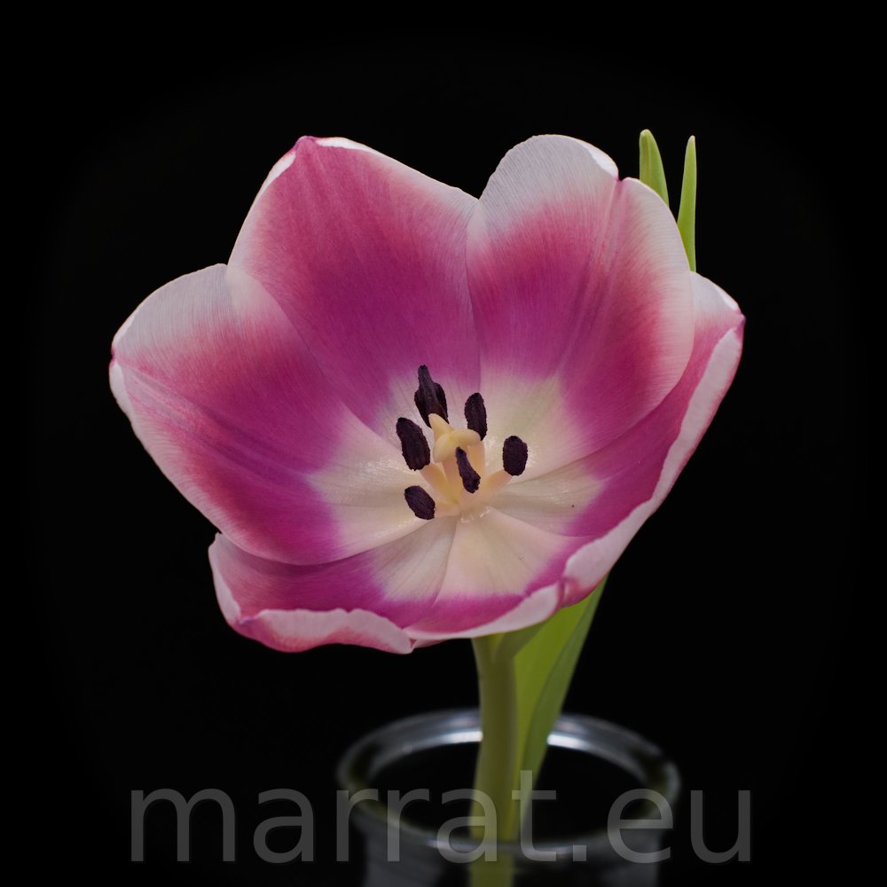Pink and white tulip