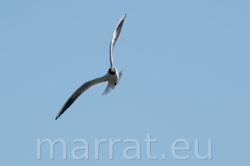 Flying bird