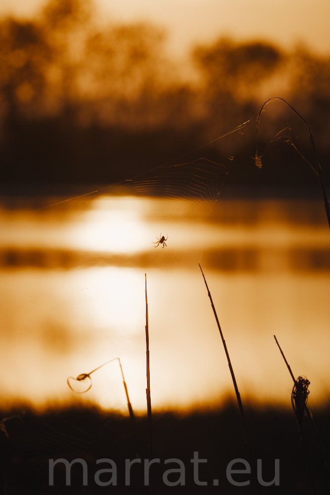 Spider in the sunset