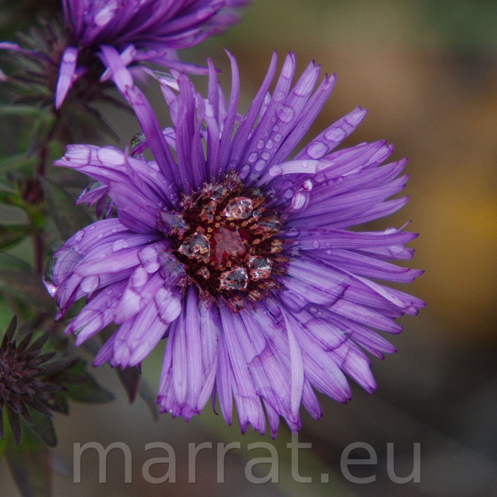 Purple Dome Aster